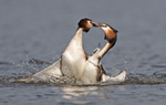 Great Crested Grebe - Podiceps cristatu