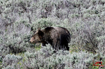3HPhotography5-21-25_GTNP_922_GRIZZLY 1063