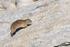 Rock Hyrax running, Stony Point Nature reserve, South Africa