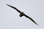 White-chinned Petrel head-on in flight, Pacific Ocean, Chile