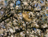 February/March 2024 - Chiffchaff
