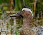 Garganey (male) close-up, Stratfield Brake, Oxfordshire