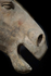 Terracotta horse