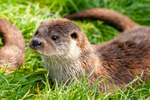 european otter lutra lutra-8283