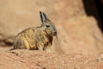 Close view of Viscacha, Chile