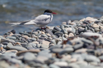 Arctic Tern