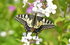 Swallowtail