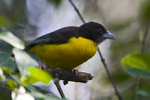 Forest (Dark-backed) Weaver portfolio