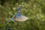 Kingfisher With Fish