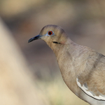 White-winged Dove portfolio