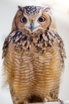 Savignys Eagle Owl Bubo Ascalaphus-7440