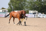 Class 313 IH Retired Racehorse portfolio