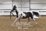 BPP_1660