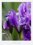 Iris pumila