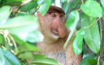 Probiscus monkey male