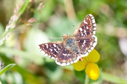 Red Underwing Skipper