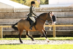 S3 - TSR Ridden Pony Showing portfolio