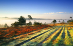 Forest Fog