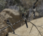 Monteiro's Hornbill