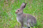 Mountain Hare