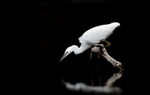 Little Egret - Egretta garzetta