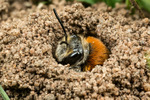 Andrena haemorrhoa (f)