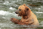 Brown Bear with salmon head, Brooks Falls, Alaska