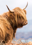 Monarch of The Glen 81152