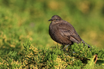 Blackish Cinclodes perched on conifer, Carcass Island, Falklands