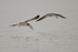 Two Black Skimmers in flight, Rio Sao Lourenco, Brazil