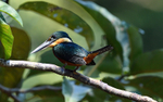 Green-And-Rufous Kingfisher