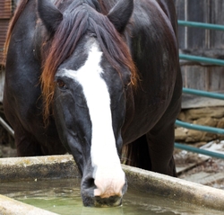 AnimalsCreatures _0007