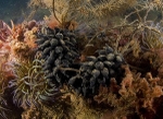 Sepia officinalis eggs