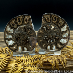 Cut & Polished Whitby Ammonite 051