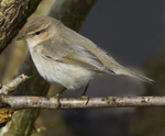Siberian Chiffchaff