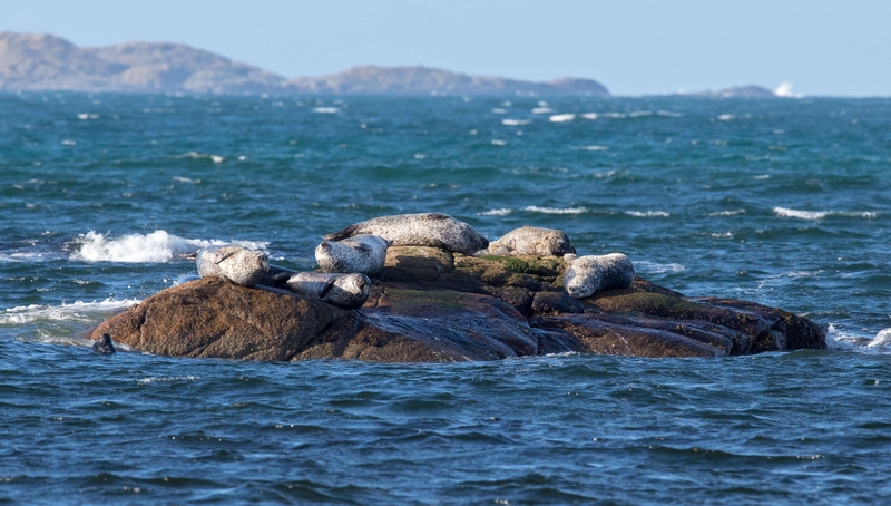 Common Seal - Isle of Mull - Scotland