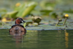 Little Grebe - Tachybaptus ruficollis