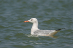 Slender-billed Gull