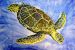 Tortuga