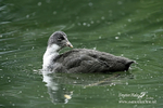 Cootes 110614 14