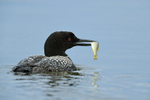 Common Loon & fish, blue background - Minnesota, USA