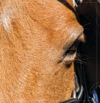 _DSC8783crop
