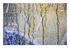 Paysage d'hiver