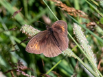 Meadow Brown