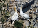 Gannet