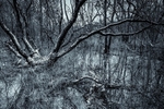Roudsea Wood 01