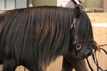 SIAL9767