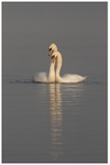2 Mute Swan Courtship