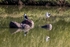 Black Winged Stilts.