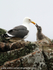 SBG032: Gull & Chick